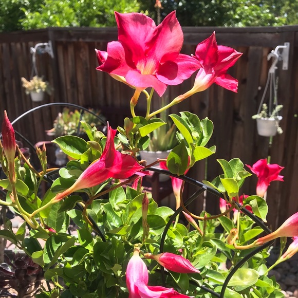 Meet your Posher, Diana - Picture 2 of 6